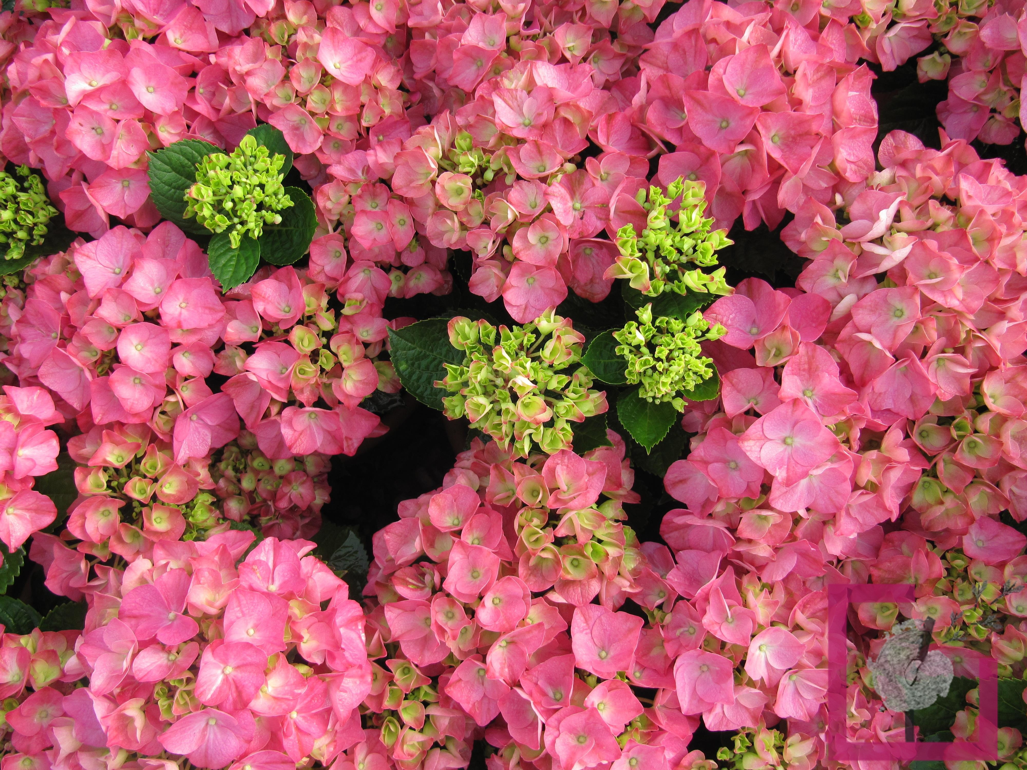 Hydrangea macrophylla 'Rosita'